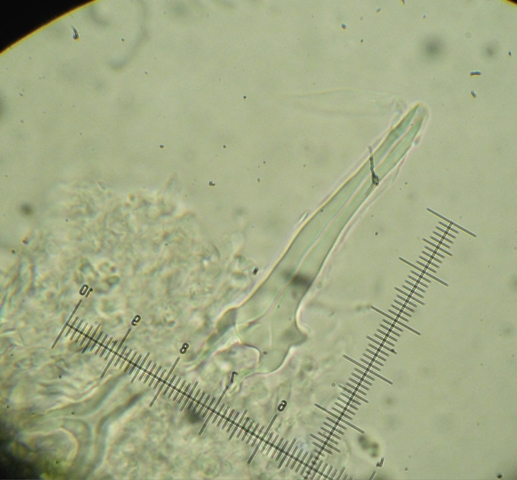 Tubulicrinis? (Tubulicrinis subulatus)